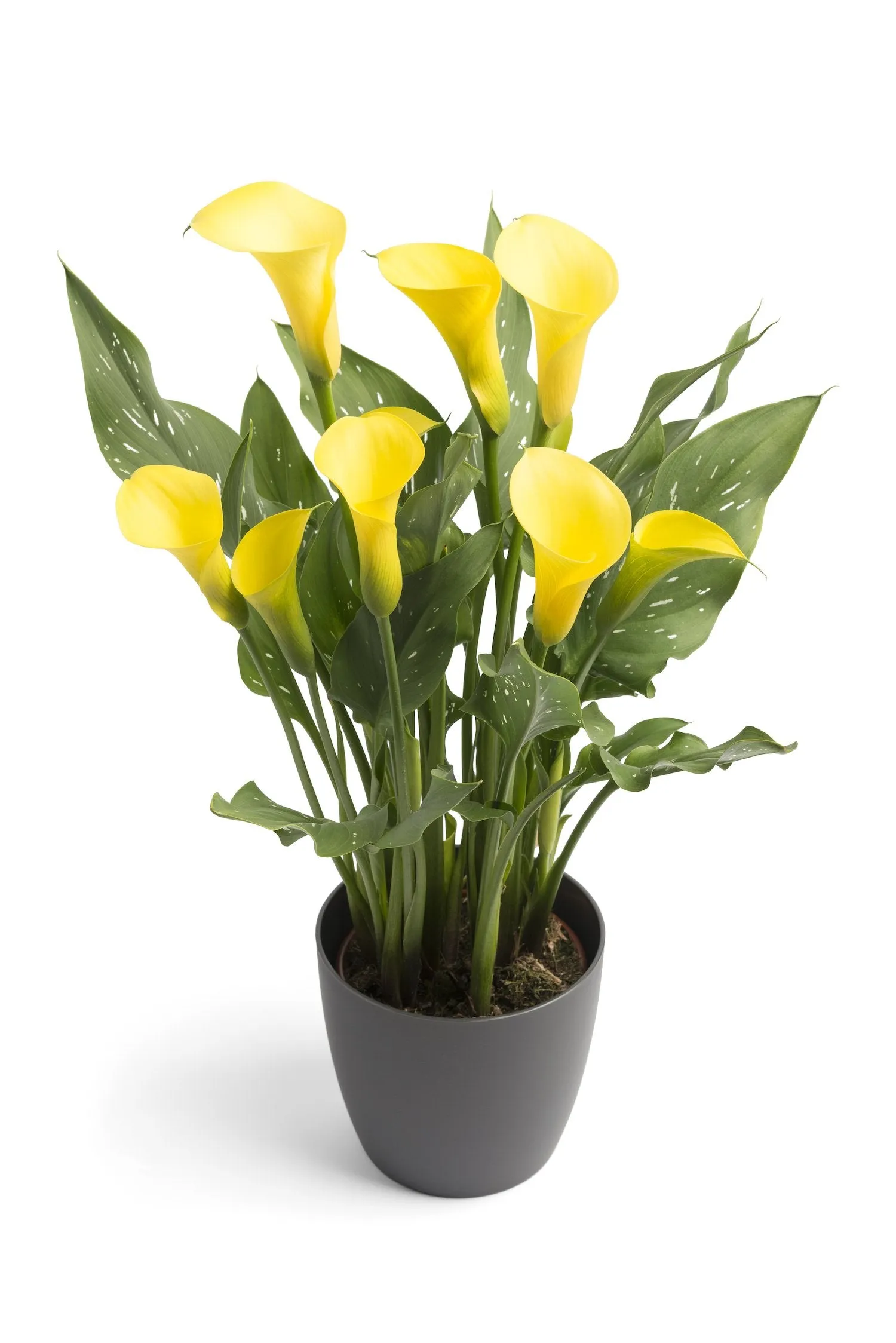 Be My Sunshine Calla Lily