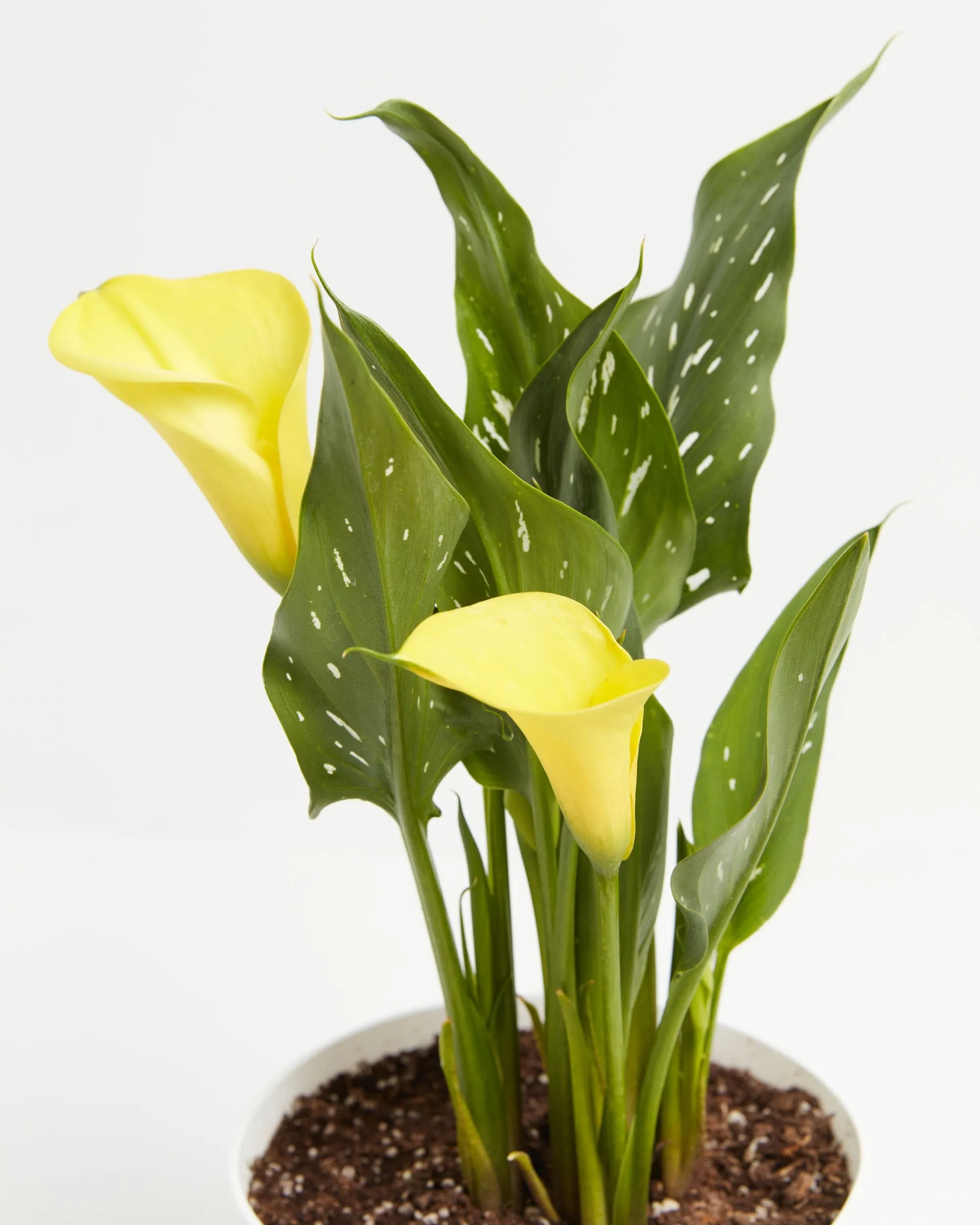 Be My Sunshine Calla Lily