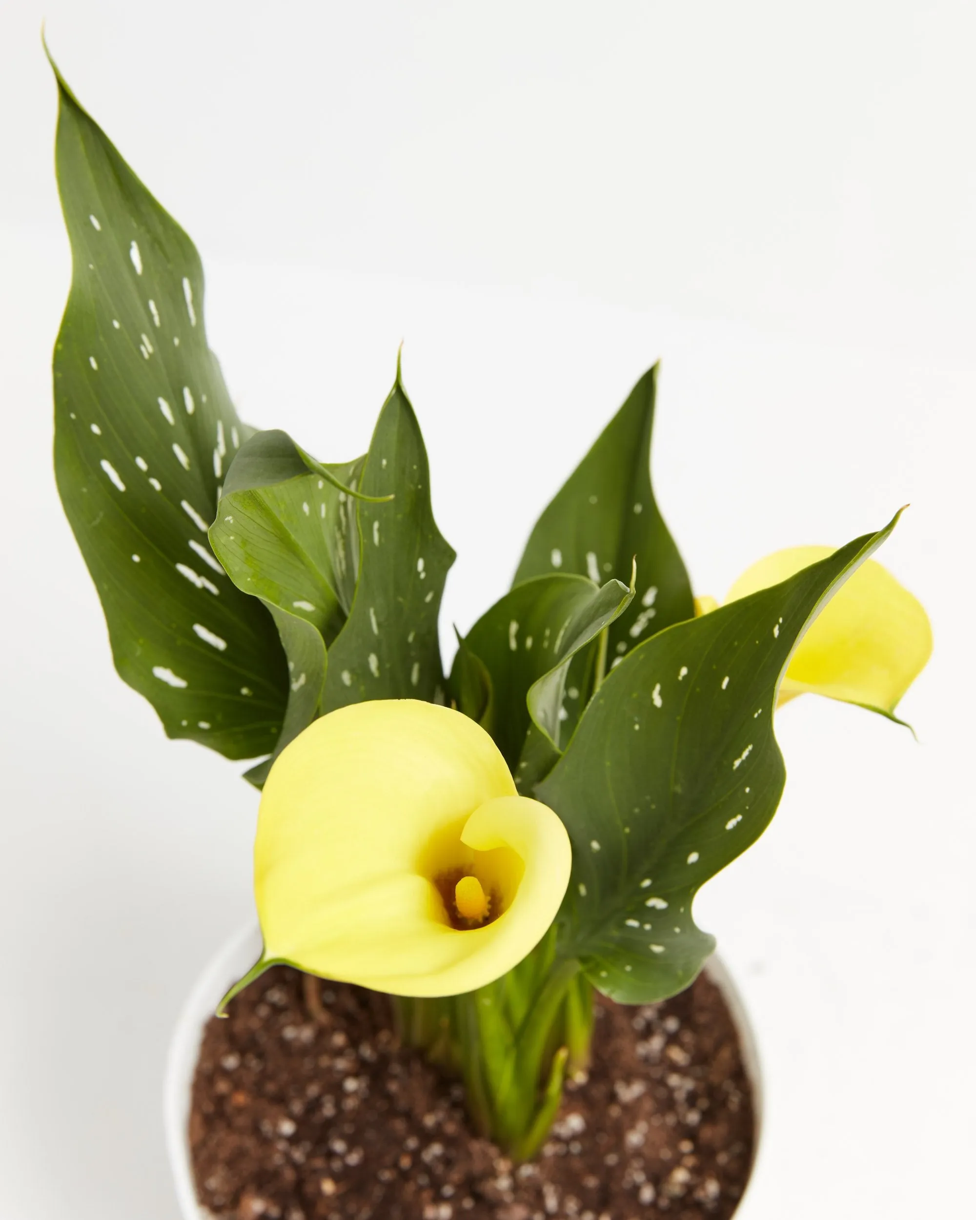 Be My Sunshine Calla Lily